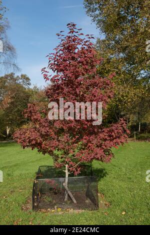 Leuchtend rote Herbstblätter auf einem Chang's Sweet Gum Tree (Liquidambar acalycina 'Spinners'), der in einem Garten in Rural Devon, England, Großbritannien wächst Stockfoto