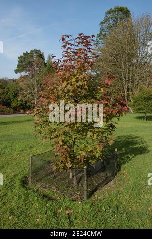 Herbstlaub eines Laub Chang's Sweet Gum Tree (Liquidambar acalycina) wächst in einem Garten in Rural Devon, England, Großbritannien Stockfoto