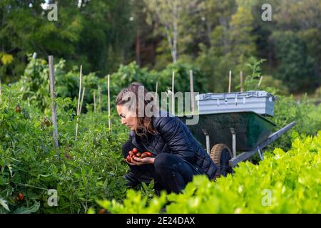 Frau auf Gemüsepflaster Tomaten pflücken Stockfoto