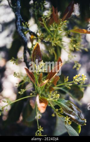 Knospen von neuen Blättern und Blüten eines Avocado-Baumes. Blühende Jahreszeit Stockfoto