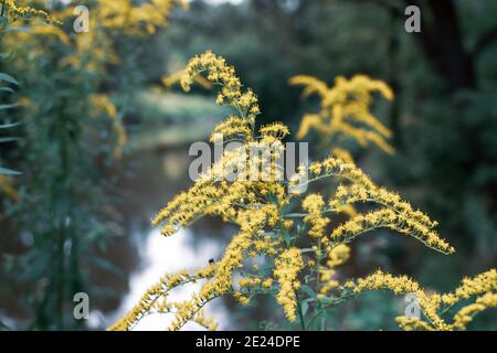 Die wilden Blüten von Solidago canadensis oder später Goldrute. Selektiver Fokus. State Blume der US-Bundesstaaten Kentucky und Nebraska Stockfoto