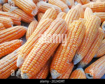 Mais, auch Mais genannt, ist ein Getreidekorn, das vor etwa 10,000 Jahren von indigenen Völkern im Süden Mexikos domestiziert wurde. Stockfoto