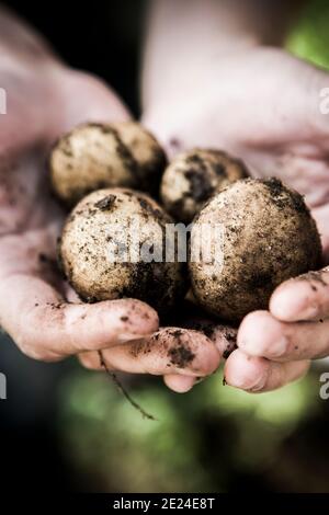 Die Hände mit frischen Kartoffeln Stockfoto