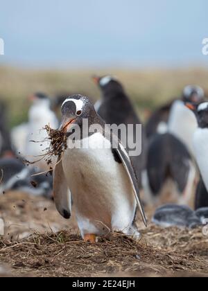 Nesting-Material wird gesammelt. Gentoo Pinguin (Pygoscelis papua) auf den Falklandinseln. Südamerika, Januar Stockfoto