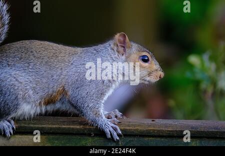 Graues Eichhörnchen in städtischen Hausgarten Fütterung auf Erdnüsse aus Box. Stockfoto