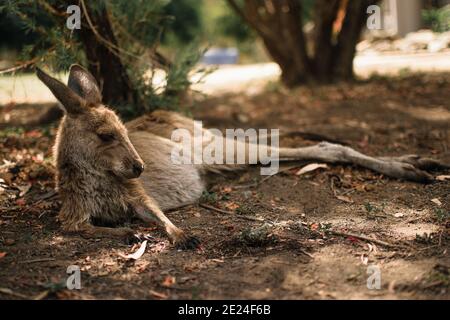 Faules Känguru, das sich im Schatten auf einem heißen australier ausruhen kann Tag Stockfoto