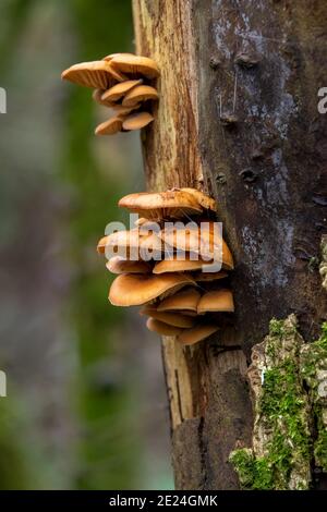 Flammulina velutipes, Samtschaft Stockfoto