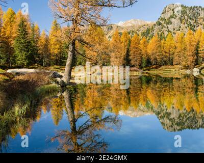 Lago San Pellegrino (Lech de San Pelegrino) im Herbst am Passo San Pellegrino in den Dolomiten. Europa, Mitteleuropa, Italien Stockfoto