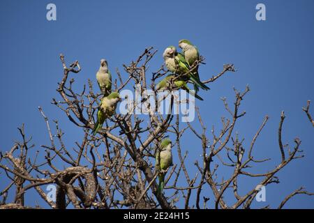 Gruppe von Mönchssittich (myiopsitta monachus), oder quaker Papagei, in einem Baum Stockfoto