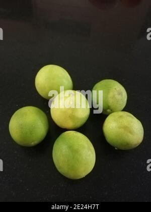 Citrus ist eine Gattung von blühenden Bäumen und Sträuchern in der Familie der Rue, Rutaceae. Pflanzen der Gattung produzieren Zitrusfrüchte, Stockfoto
