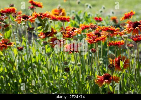 Im Garten wachsen die Blumen der Gaillardia aristata Stockfoto