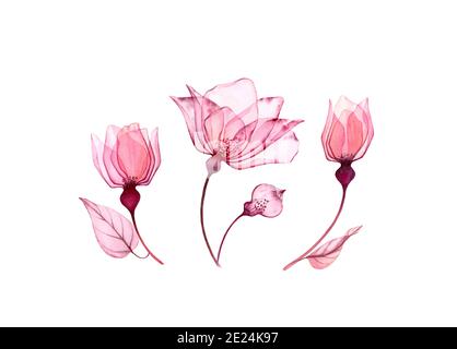 Aquarell floral Set isoliert auf weiß. Transparente Rose Sammlung von großen Blumen, Blätter in rosa Farbe. Botanische Illustration für Hochzeit Stockfoto