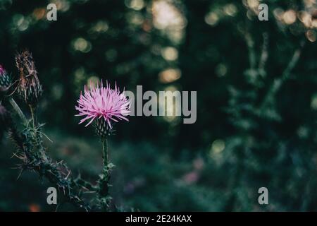 Schöne Flieder cirsium Blume auf einem dunklen Hintergrund in der Ein