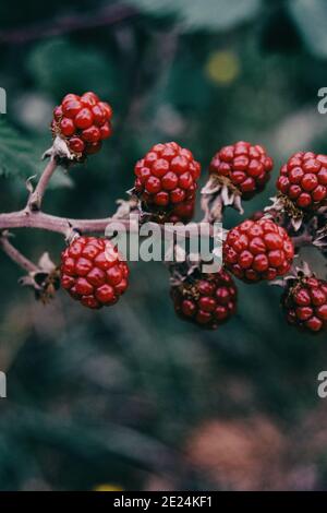 Essbare rote Beeren von rubus aus der Nähe auf einem Feld Stockfoto