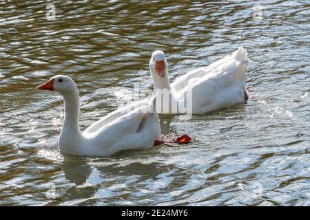 Weiße Gänse auf dem Wasser. Hochwertige Fotos Stockfoto