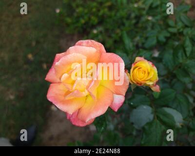 Eine Rose ist eine holzige mehrjährige blühende Pflanze der Gattung Rosa, in der Familie Rosaceae, oder die Blume, die sie trägt Stockfoto