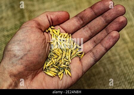 Eine schmutzige, alte faltige Hand hält das Korn. Eine Handvoll Korn in der Hand des alten Mannes. Stockfoto