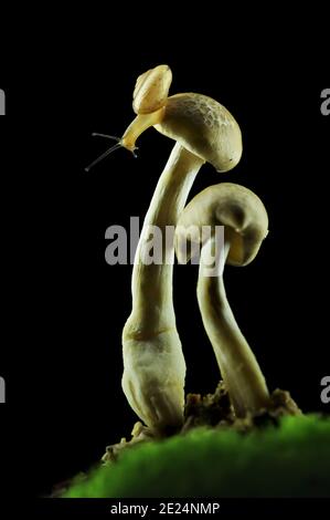 Nahaufnahme einer Schnecke auf einem Pilz im Wald, Indonesien Stockfoto