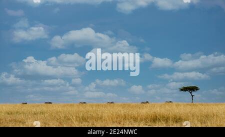 Sechs Zebras gehen in einer Reihe im Busch, Kenia Stockfoto