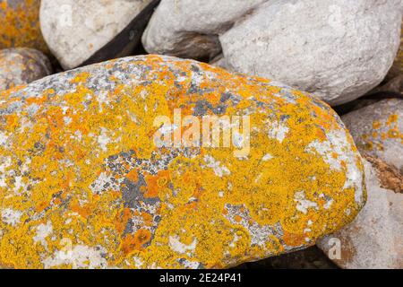 Nahaufnahme Textur von gelben und orangen Flechten, die an der Küste wachsen Felsen und Felsbrocken am Strand Stockfoto