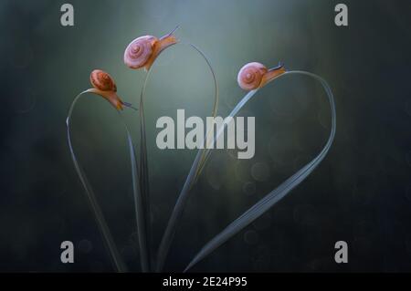 Drei Schnecken auf einem Blatt, Indonesien Stockfoto