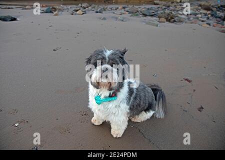 Portobello, Edinburgh, Schottland. 21. Januar 2021. Farbenfroher Sonnenaufgang am Portobello Beach für diejenigen, die früh genug sind, um ihn bei Minustemperaturen zu genießen. Im Bild: Dieser kleine Hund namens Olly, der ein Llasa ist, wanderte auf und setzte sich vor die Kamera des Fotografen, als wollte er sagen: "OK, ich bin bereit für meinen großen Moment, Feuer weg." Quelle: Arch White/Alamy Live News. Stockfoto