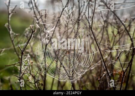 Ein Spinnennetz mit Morgentau Stockfoto