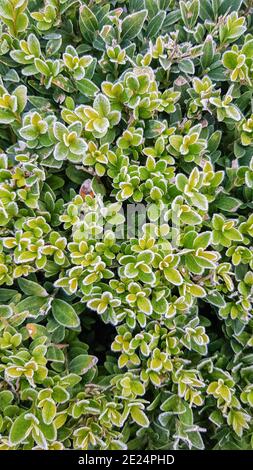 Erster Frost auf grünen Büschen, Draufsicht. Grüne Blätter an den Zweigen des Busches sind mit Frost umrandet. Schöner Hintergrund oder Tapete Stockfoto
