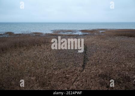 Herbst verwelkte GrasHerbst verwelkte Gras am Ufer eines Teiches, Panoramablick bei bewölktem Wetter am Ufer des Stausees. Hochwertige Fotos Stockfoto