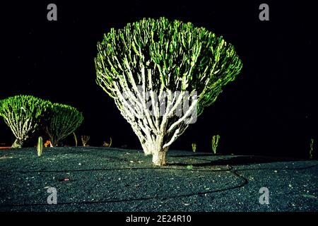 Nachts beleuchtete Kaktuspflanzen, Lanzarote, Kanarische Inseln, Spanien Stockfoto
