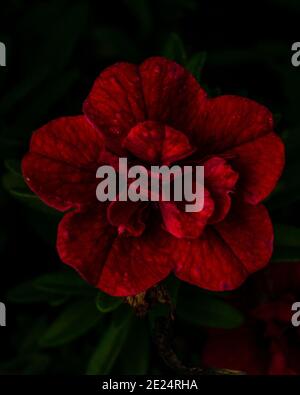 Vertikale Aufnahme von roten Doppel Petunia Blume isoliert auf schwarz Hintergrund Stockfoto