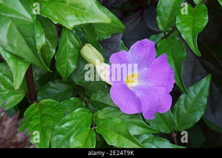 Dornbusch (Thunbergia erecta). Auch King's-Mantel und Kartoffelbusch genannt Stockfoto