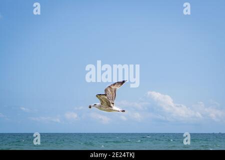 Möwe fliegt über das Meer und trägt Nahrung im Rücken, Bulgarien Stockfoto