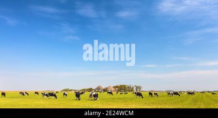 Panoramabild von Milchkühen auf der niederländischen Insel Texel im Sommer Stockfoto