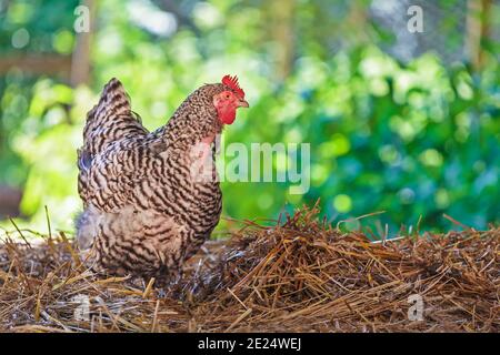 Weiß mit grauem Huhn auf Heu auf einem freien Fuß Bereich Bauernhof Stockfoto