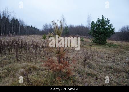 Junge Fichte im Herbstwald bei bewölktem Wetter. Hochwertiges FotoJunge Fichte im Herbstwald bei bewölktem Wetter, typische düstere Landschaft des Zentralstreifens, Lichtung Stockfoto