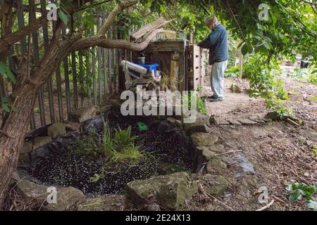 Ein neu geschaffener Gartenteich beginnt, Lebenszeichen zu zeigen : Permakultur im Garten, Sheffield, Großbritannien Stockfoto