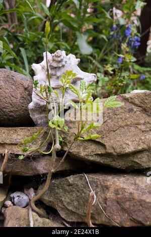 Eine weiße Muschel eine Spitze einer Felswand beginnt von Pflanzen, Bluebells und einem Eschenbaum-Sämling überwuchert zu werden, der zwischen den Lücken im dr wächst Stockfoto