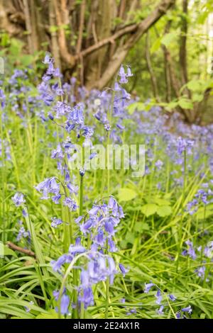 Zarte Bluebell-Blüten wachsen auf dem Waldboden im Frühjahr in Car Brook Ravine, Sheffield, Großbritannien Stockfoto