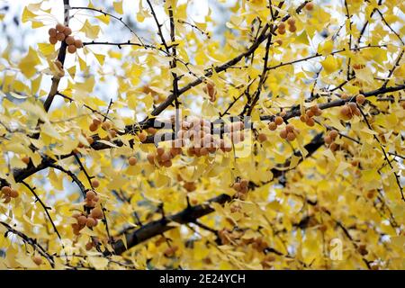 Ginkgo biloba Baum mit reifen Früchten und gelben Blättern, im Herbst im Park. Stockfoto