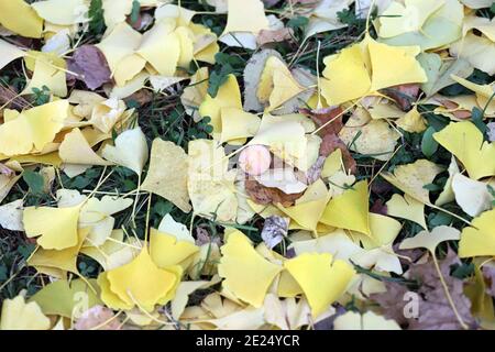 Ginkgo biloba Baum Laub mit reifen Früchten auf dem Boden. Stockfoto