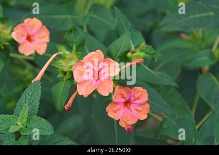 Wunder von Peru (Mirabilis jalapa). Genannt vier Uhr Blume auch Stockfoto