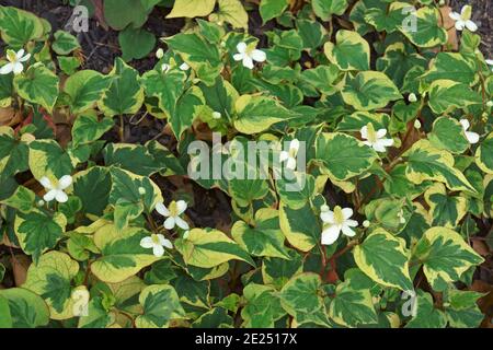 Chamäleonpflanze (Houttuynia cordata 'Chamäleon') Stockfoto