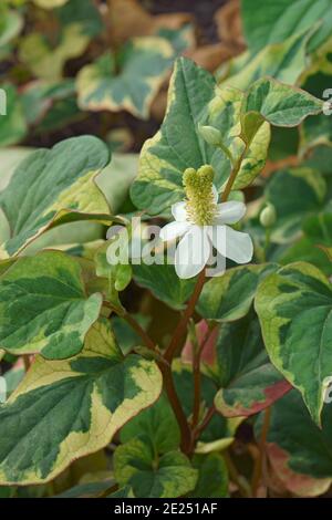 Chamäleonpflanze (Houttuynia cordata 'Chamäleon') Stockfoto