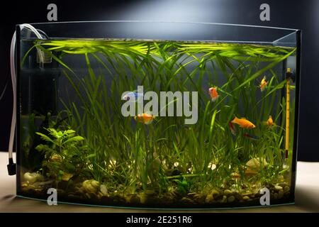 Home Aquarium auf schwarzem Hintergrund mit farbigen Fischen und Unterwasserpflanzen gefüllt. Stockfoto