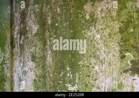 Alte moosige Wand Grunge Textur oder Hintergrund Stockfoto