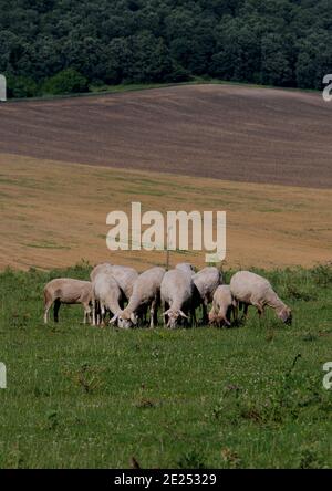 Schafzucht auf einem kleinen Bauernhof Stockfoto