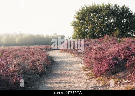 Sandiger Weg durch die Heide im Veluwe Nationalpark Bei Sonnenuntergang in den Niederlanden Stockfoto