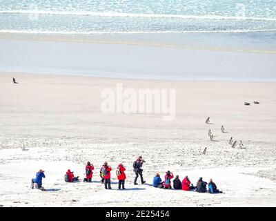 Eine Gruppe von Kreuzfahrtschiffpassagiere am Sandstrand beobachten ein paar Pinguine. Südamerika, Falklandinseln, Januar Stockfoto