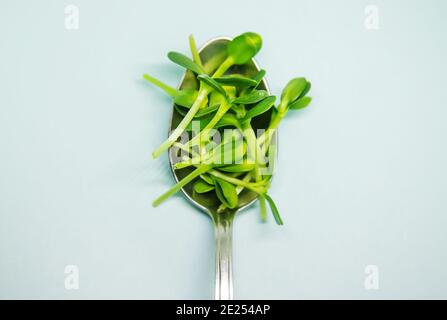 Sprossen der mikrogrünen Sonnenblume in einem Löffel auf weißem Hintergrund. Selektiver Fokus.Essen Stockfoto